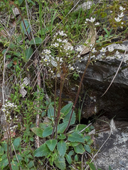Micranthes californica