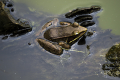 Lithobates maculatus