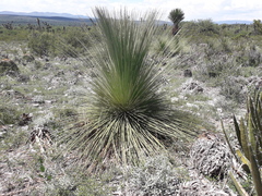 Dasylirion quadrangulatum