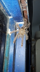 Avicularia rufa