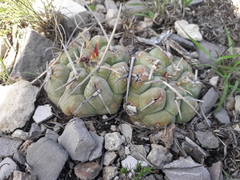 Thelocactus hexaedrophorus hexaedrophorus