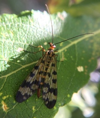 Panorpa meridionalis