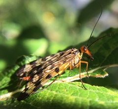Panorpa meridionalis