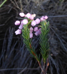 Erica pilulifera