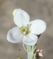 Gomphostigma