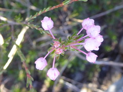 Erica pilulifera