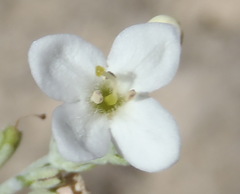 Gomphostigma