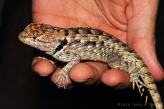 Sceloporus bimaculosus
