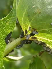 Enchenopa quadricolor