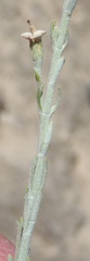 Gomphostigma