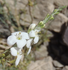 Gomphostigma