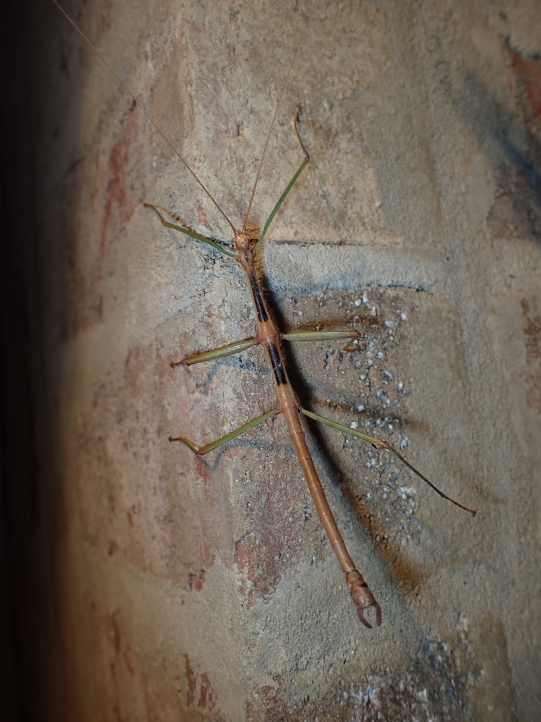 Carolina Walkingstick