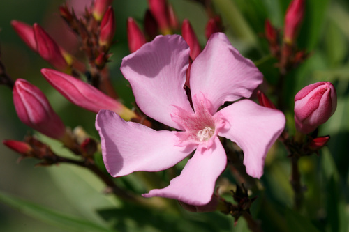 oleander