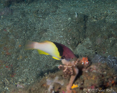 Bodianus mesothorax