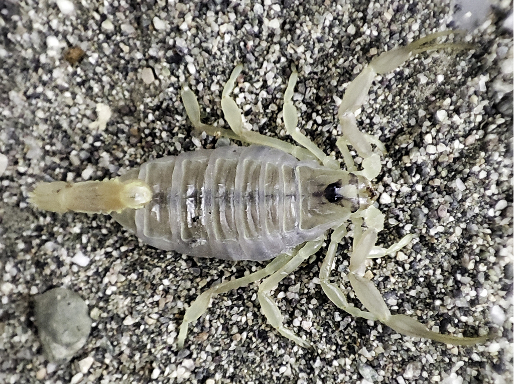 Odontobuthus persicus