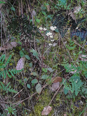 Micranthes californica
