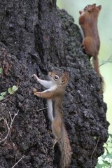 Tamiasciurus hudsonicus