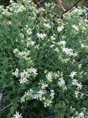 Sericocarpus oregonensis