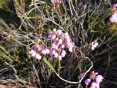 Erica pilulifera