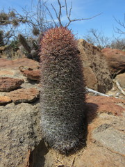 Mammillaria hutchisoniana hutchisoniana