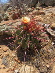 Ferocactus emoryi rectispinus