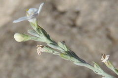 Gomphostigma