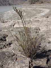 Gomphostigma