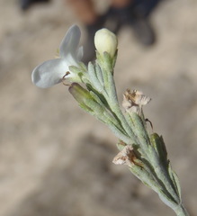 Gomphostigma
