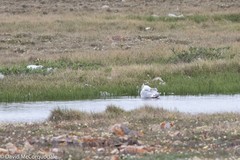 Larus glaucoides thayeri