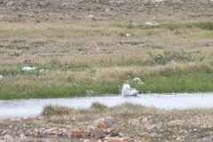 Larus glaucoides thayeri