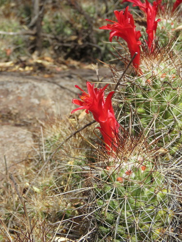 Mammillaria pondii  iNaturalist