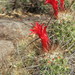 Mammillaria pondii setispina - Photo (c) Mario Castañeda, algunos derechos reservados (CC BY-NC), uploaded by Mario Castañeda