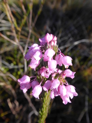 Erica pilulifera