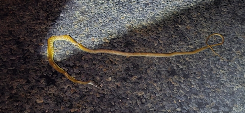 Common Tree Snake sighting