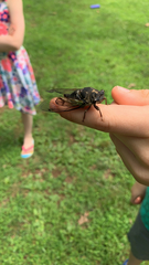 Neotibicen lyricen engelhardti