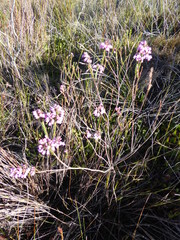 Erica pilulifera