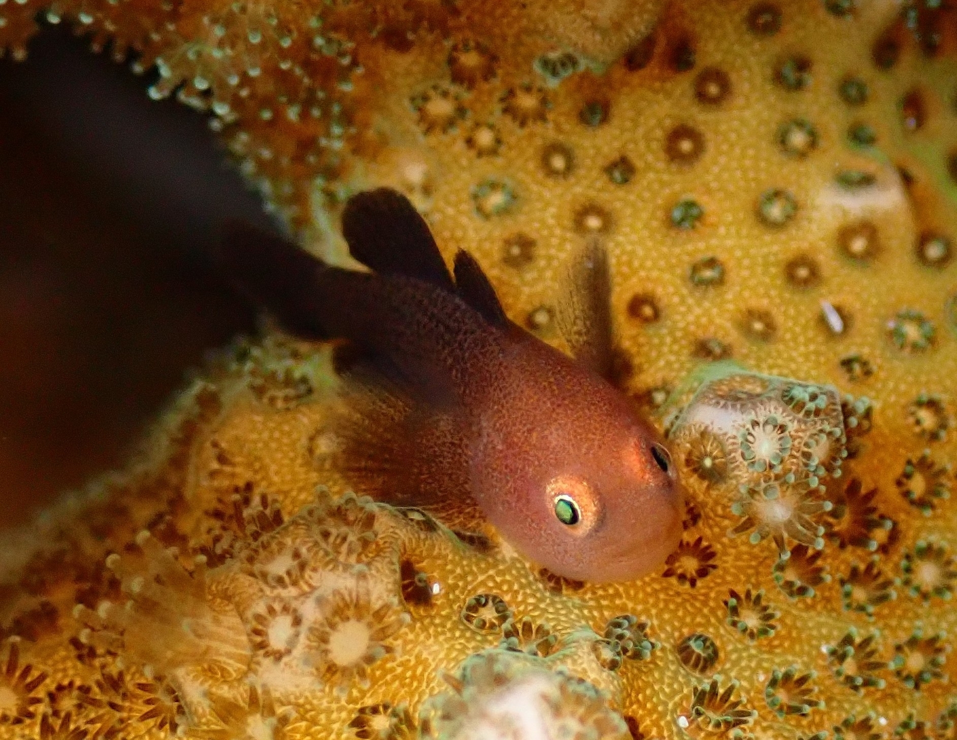 Redhead Goby photo 5