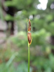 Juncus drummondii