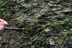 Zostera japonica