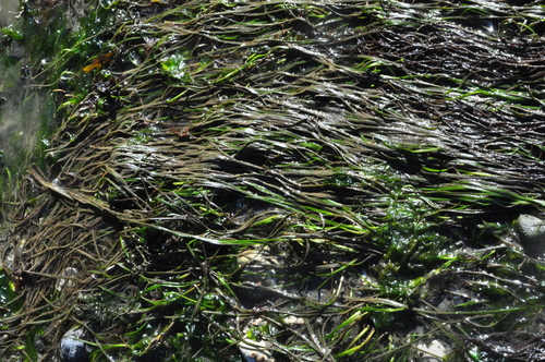 Zostera japonica iNat (3)