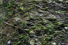Zostera japonica