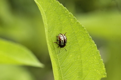 Leptinotarsa typographica