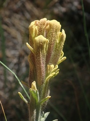 Castilleja cinerea