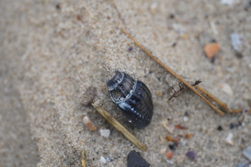 Grofgeribde fuikhoren, Oost-Vlieland, Netherlands, photo 7 of 10