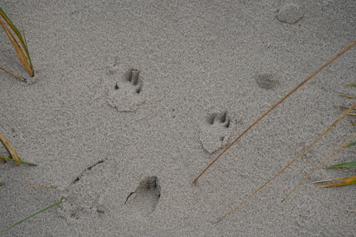 Tracks and signs of European Rabbit