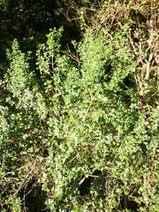 Coprosma