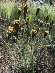 Castilleja cinerea