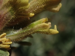 Castilleja cinerea