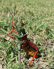 Phymateus morbillosus morbillosus