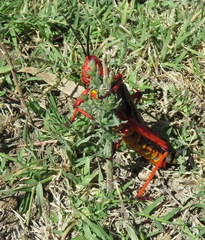 Phymateus morbillosus morbillosus